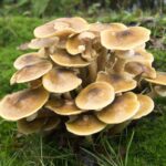 Honey-fungus Mushrooms